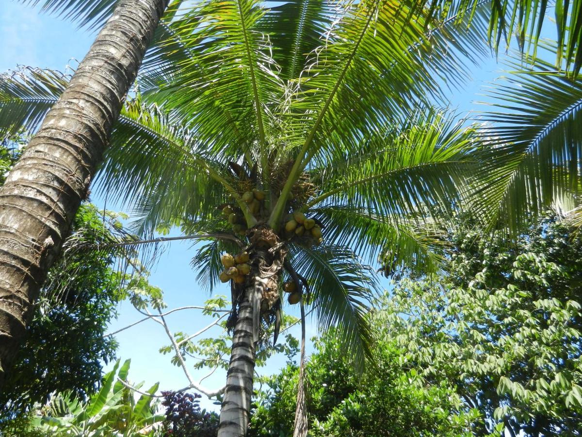 Villa Treehouse Pilon Pavones Pavones  Exterior foto